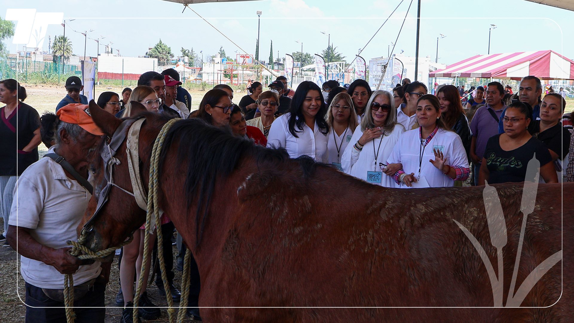 TULTITLÁN REALIZA CON ÉXITO LA JORNADA DE BIENESTAR EQUINA 2025